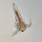 Artemia